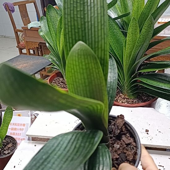 当前无花栽培后可以开花