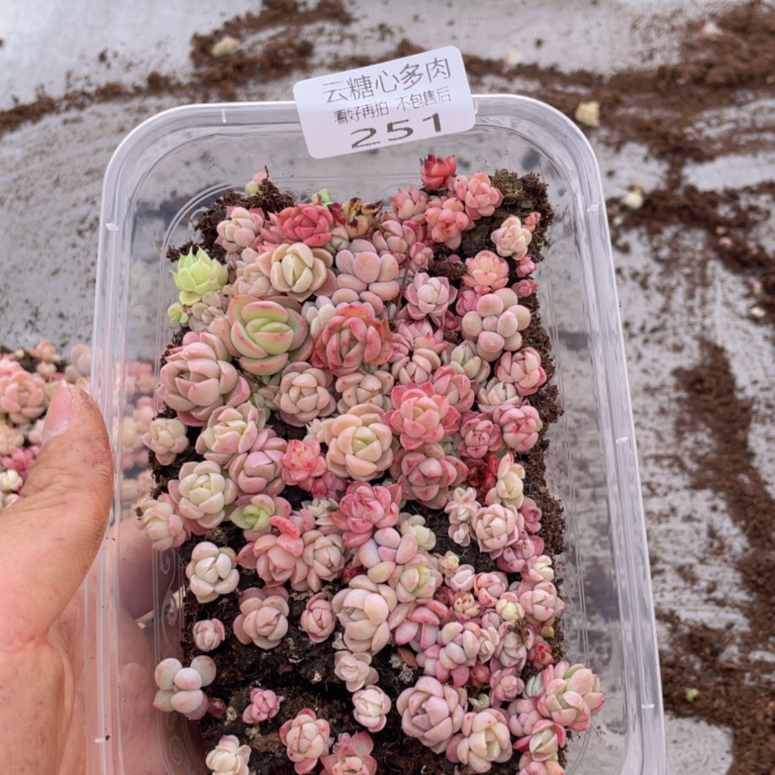 云糖心多肉植物251