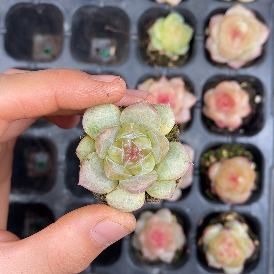 多肉植物一物一拍3-120