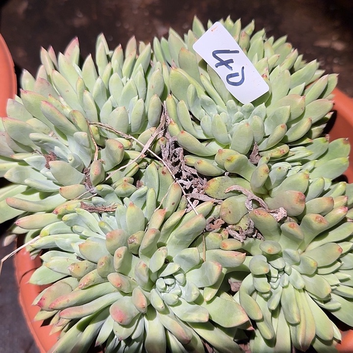 3代杂交仙女杯多肉福利处理