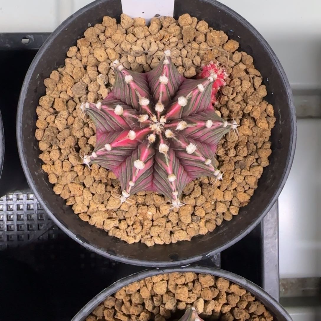 198-0212实生脱土发多肉