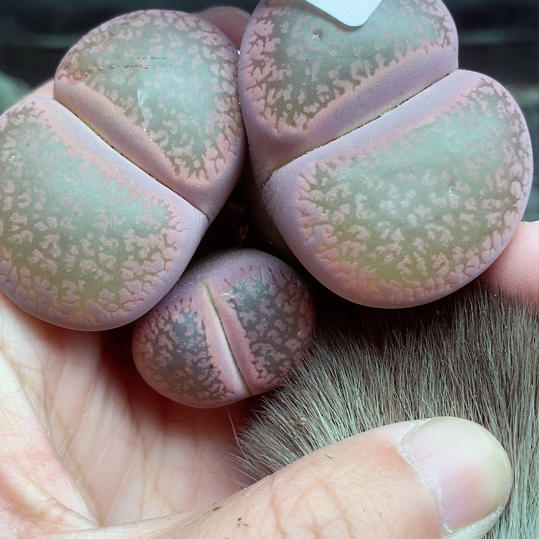 我要看电影呢不了现在不547