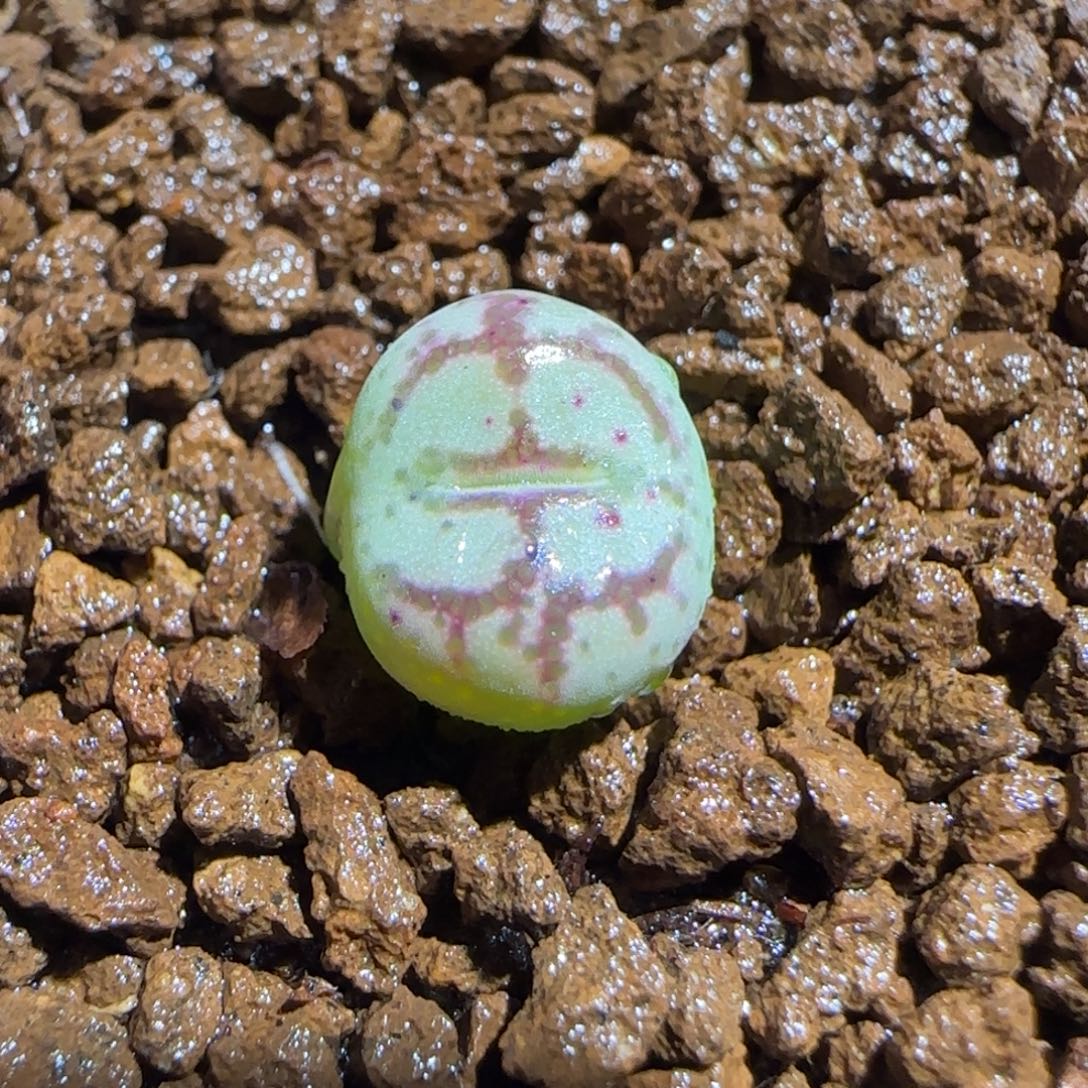 肉锥多肉植物组合-超级绒面猴脸1475