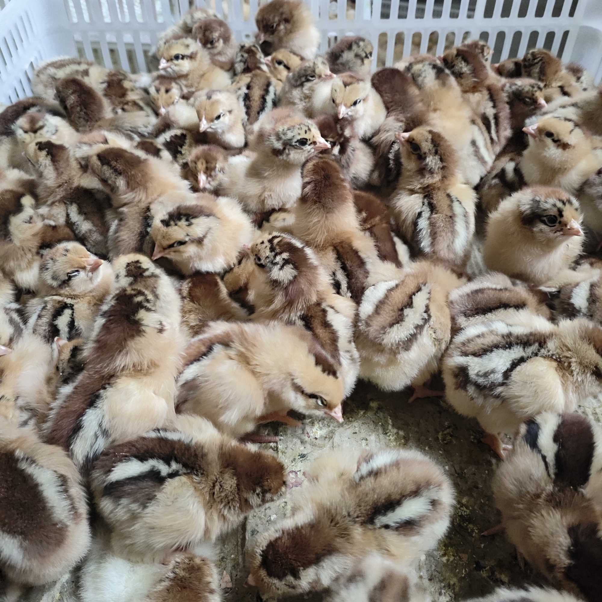 青脚麻鸡仔产绿壳蛋鸡仔【宠物活体】