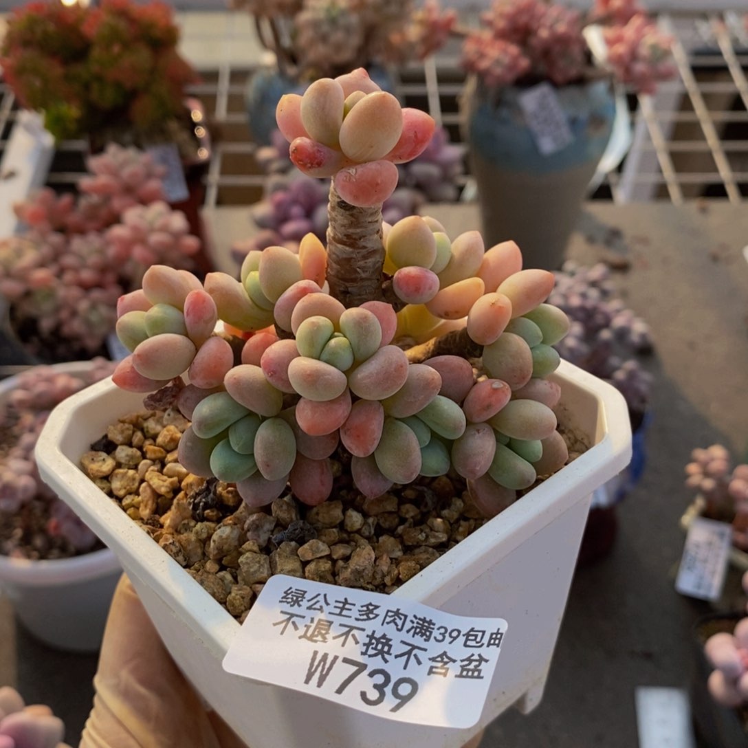 方*?花朵洛神739/8c m