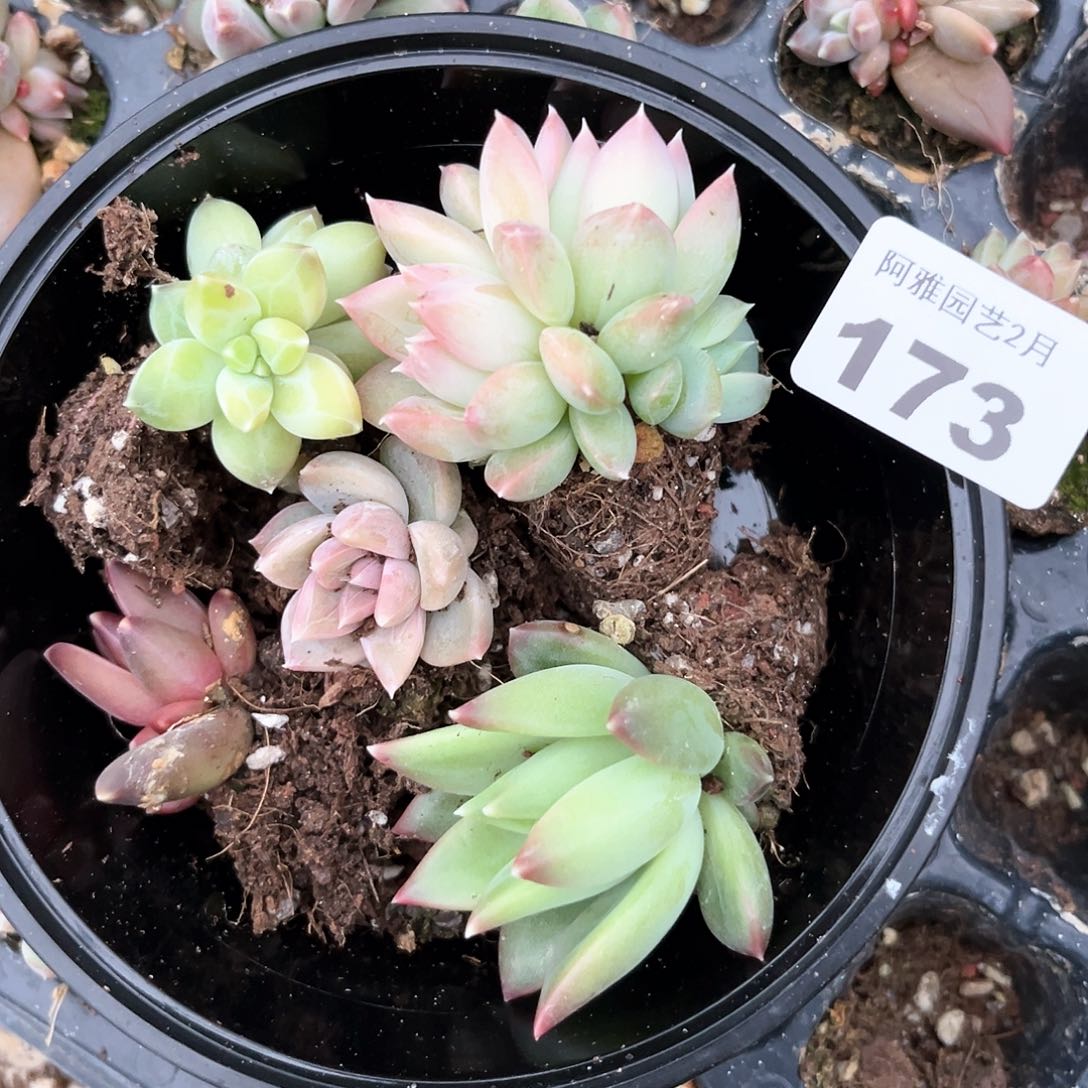 阿雅园艺。           173