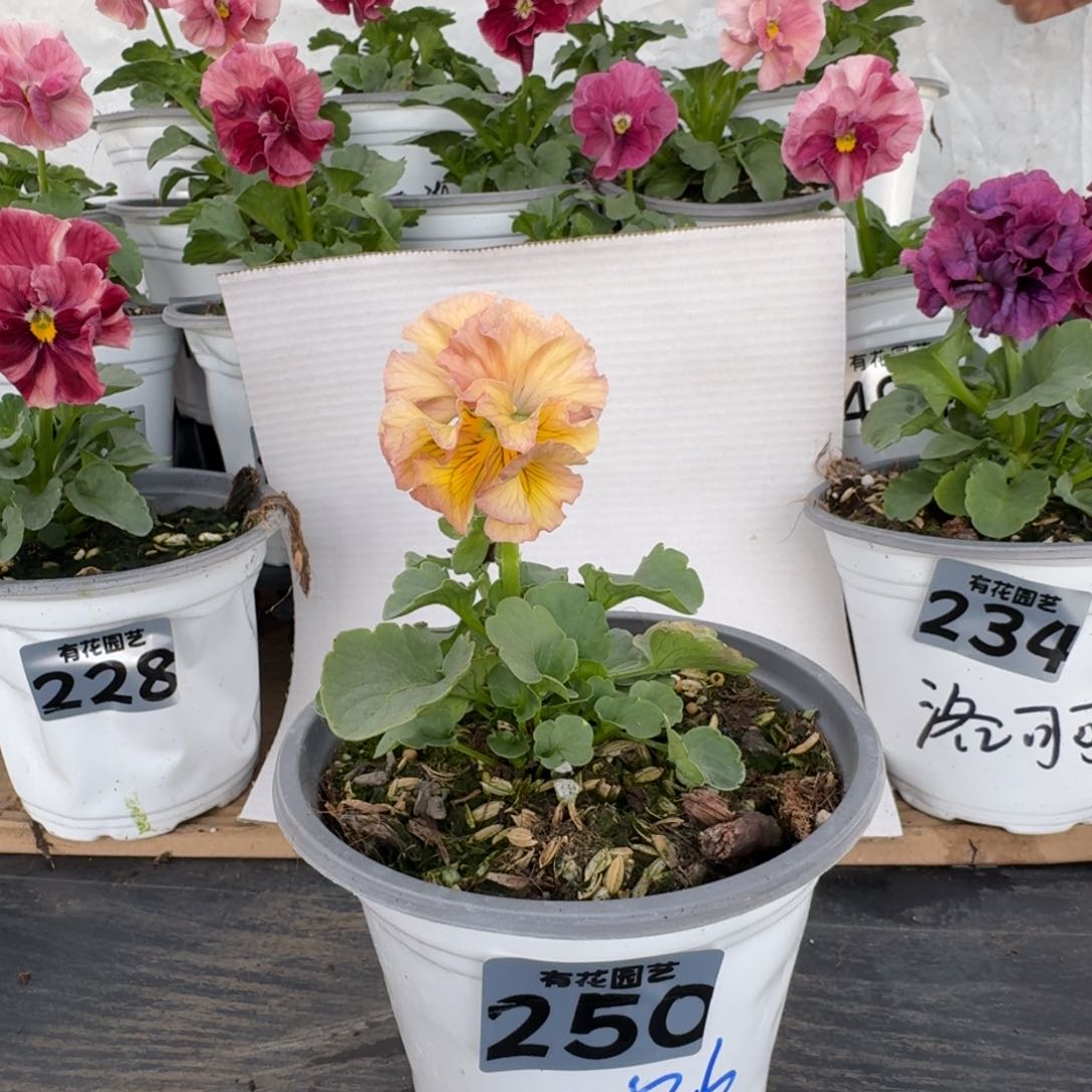 全部花朵251号角堇