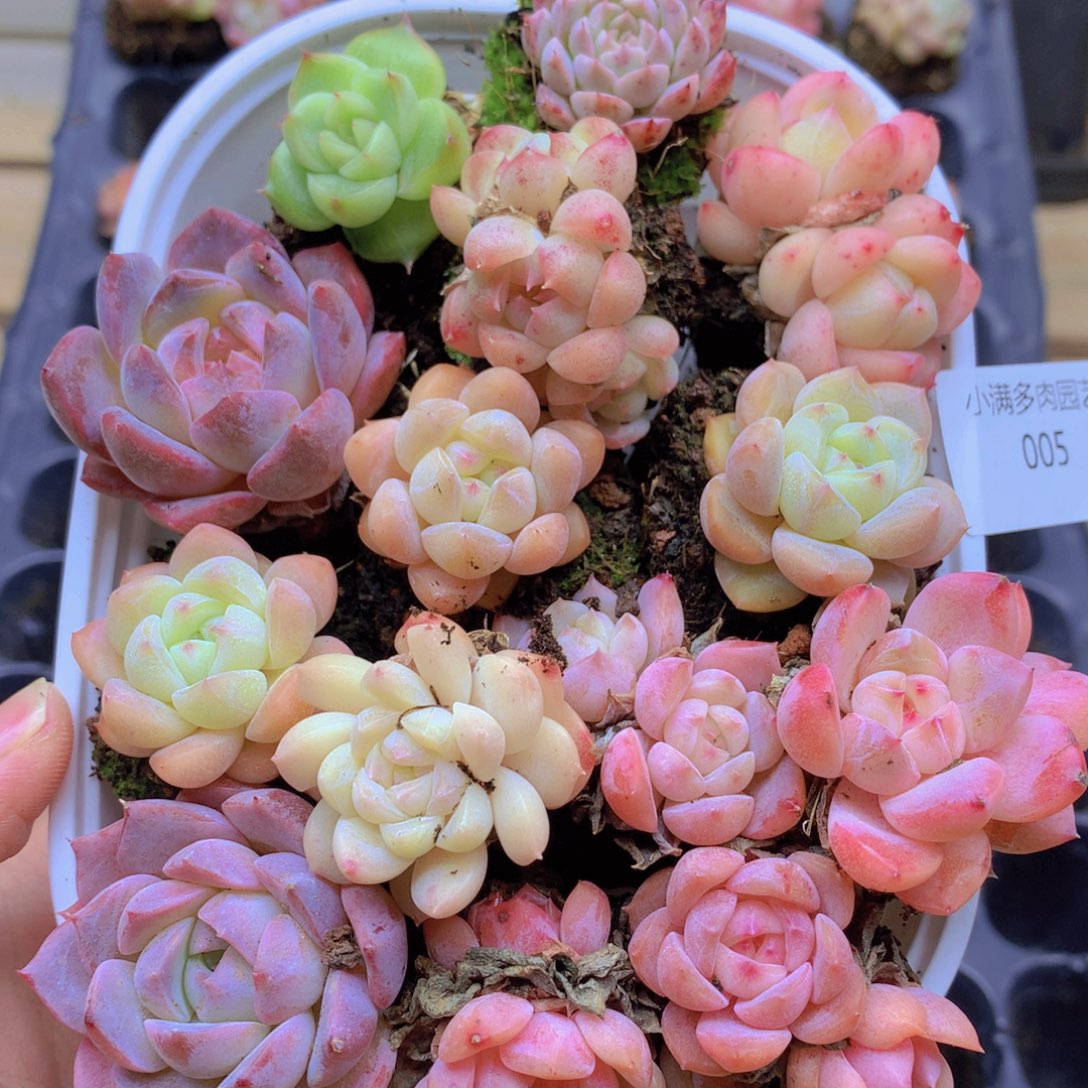 我也想要这样一款005