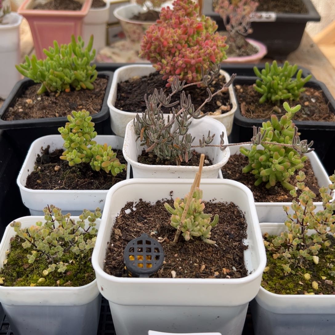 枝干番杏多肉植物031