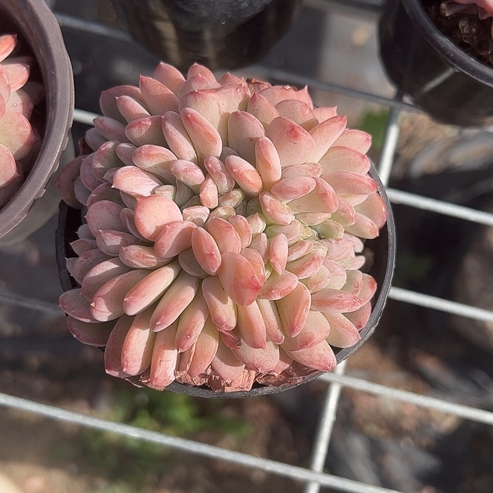 粉珍妮缀化多肉植物