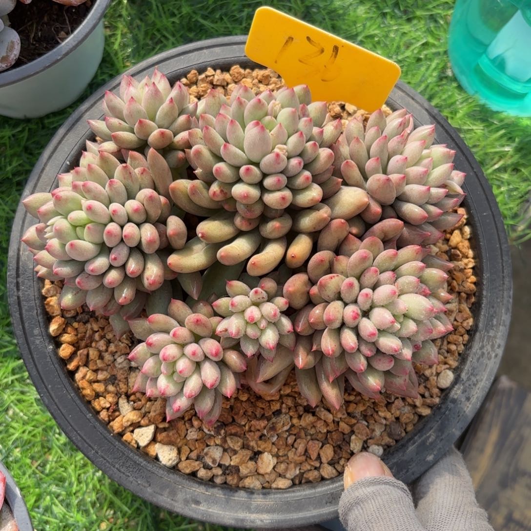 黄体言子8888888088888多肉