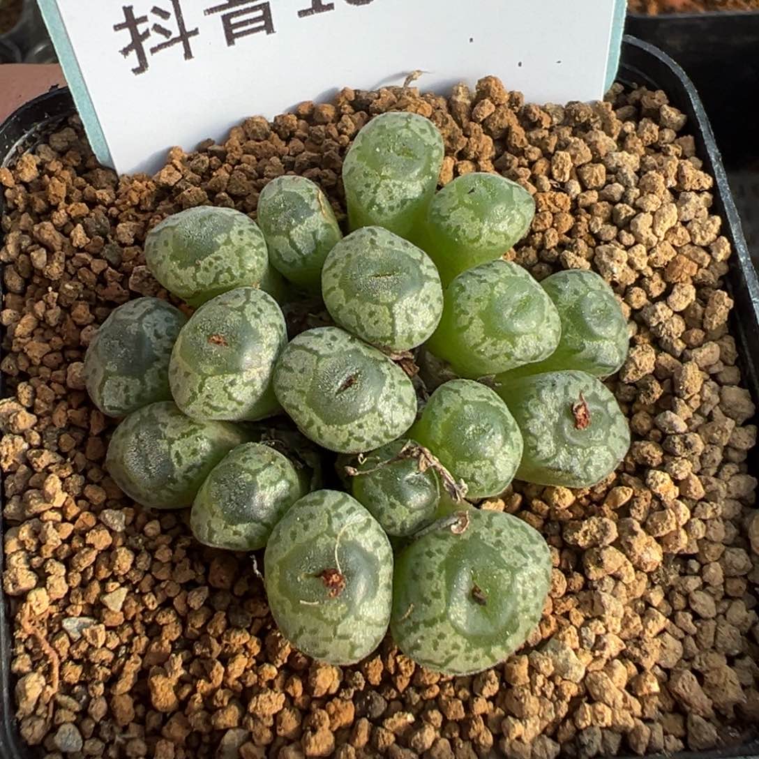 16-105大s多肉植物，