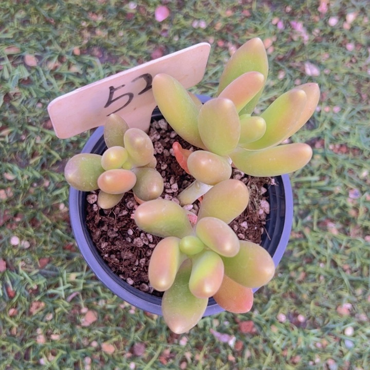 健健康康平平安安