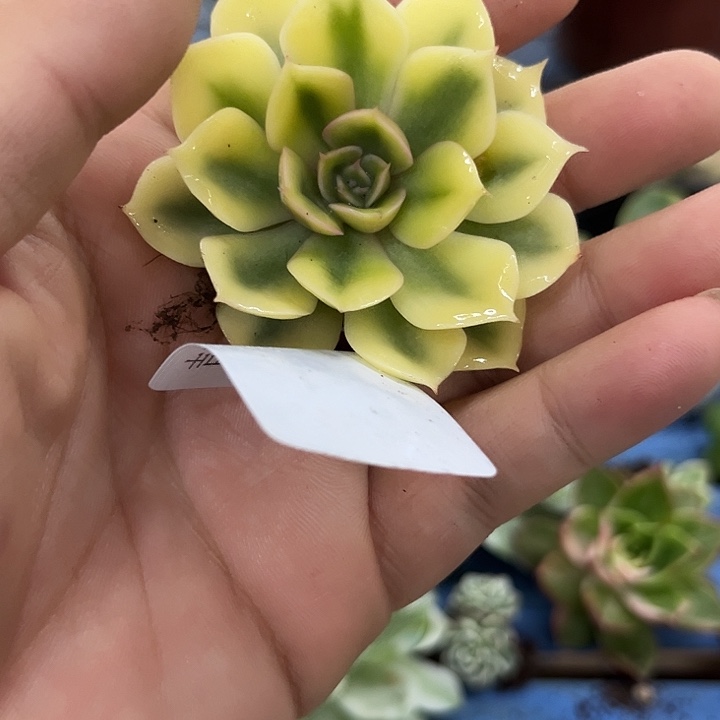 267菲欧娜腹轮锦炸多肉植物