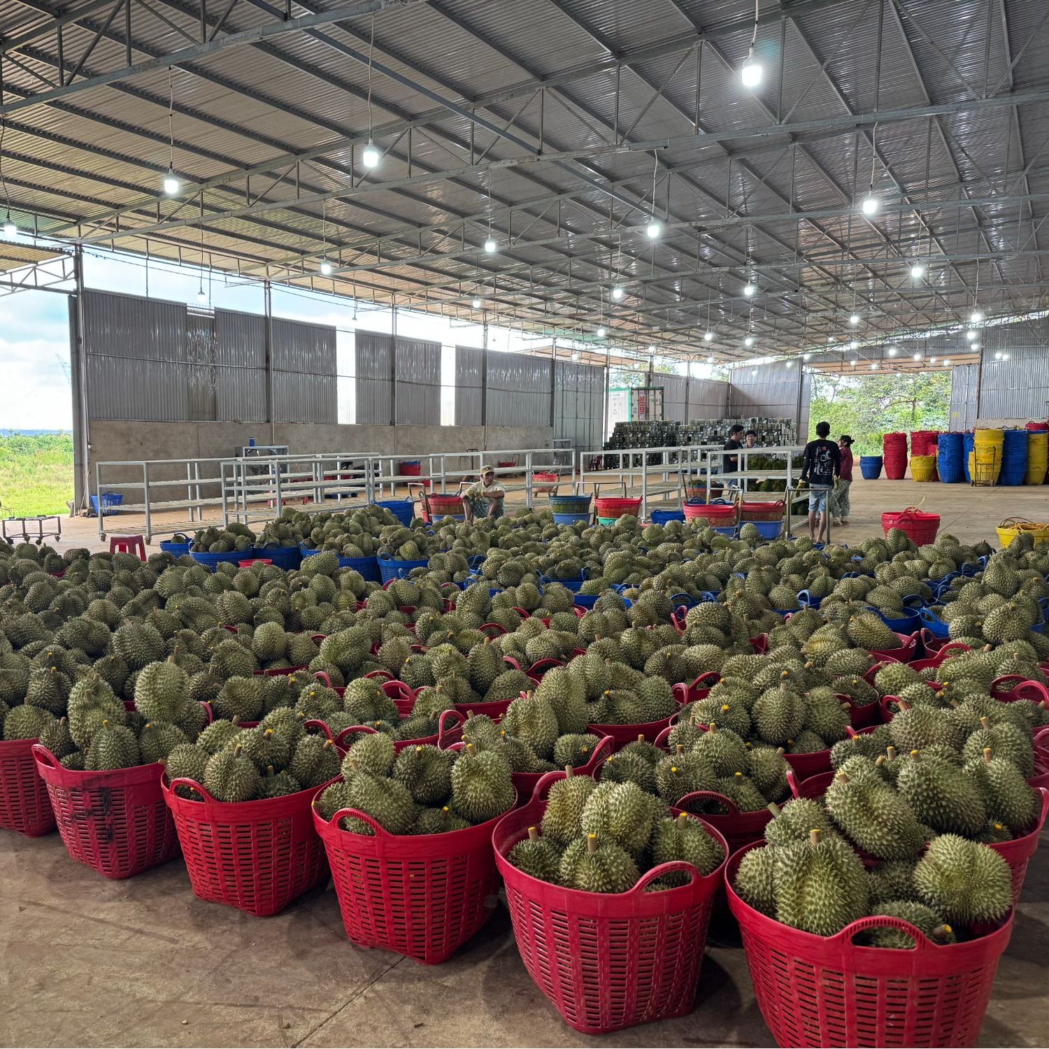 【1号】金枕榴莲新鲜顺丰发货