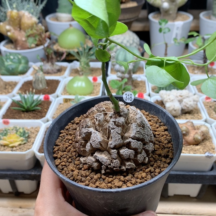 南非龟甲龙带盆6cm