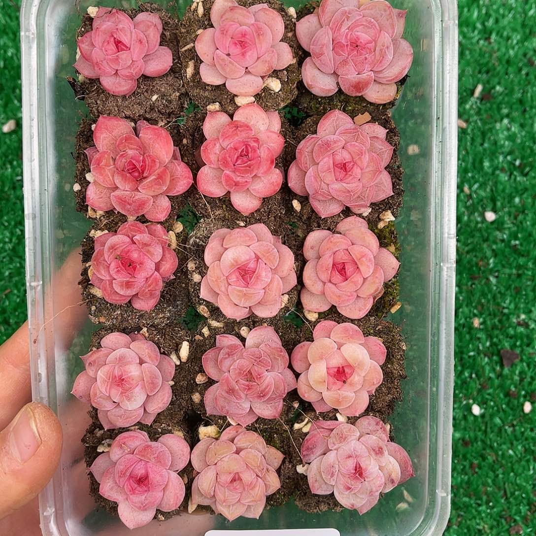 多肉一物一拍23-193