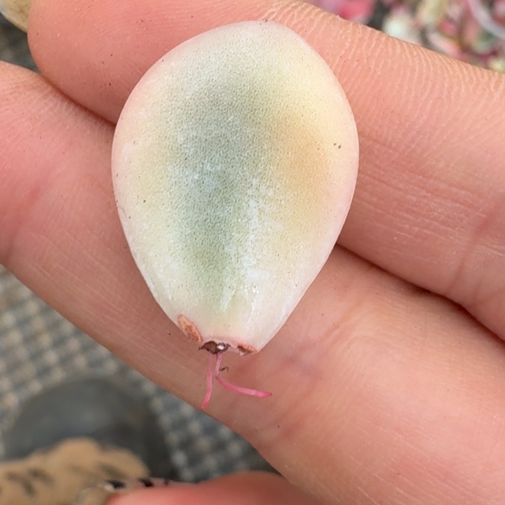 冰玉叶片一物一拍