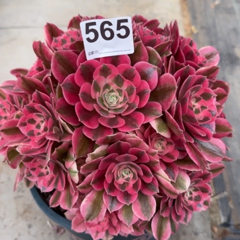 565女巫20厘米左右