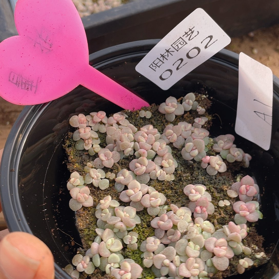 量拍多肉植物多肉植物202