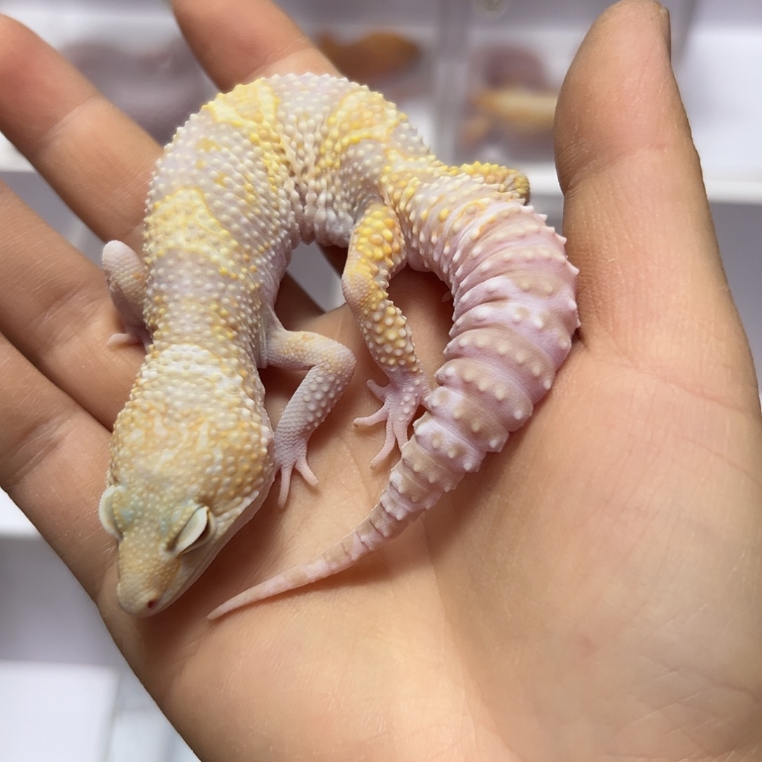 豹纹守宫豹纹守宫