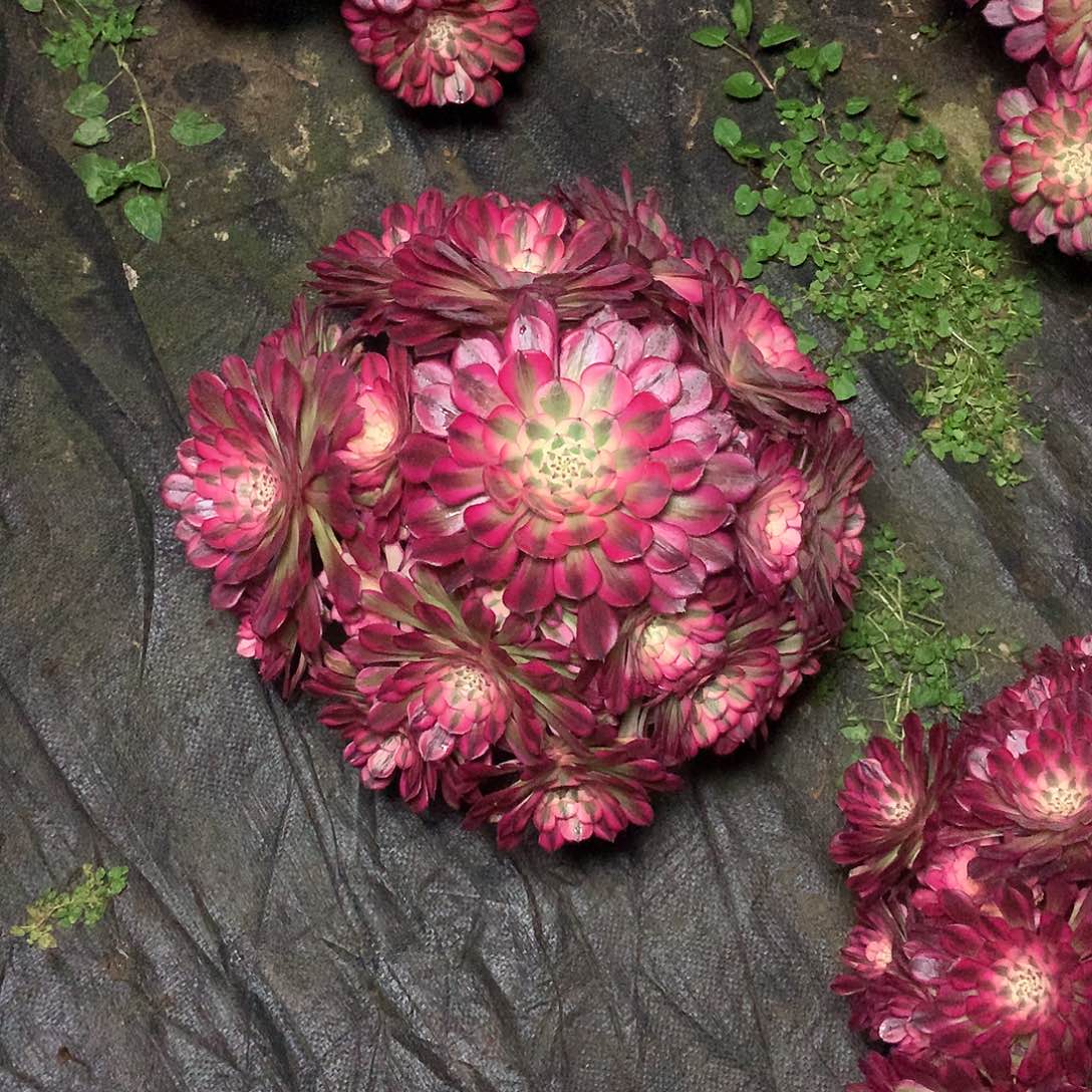 用**爱多肉多肉多肉多肉69