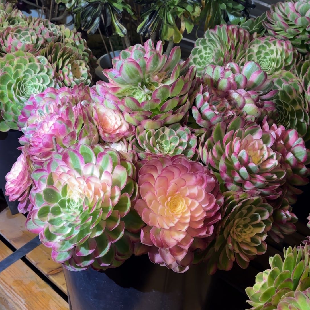 懒***~孔雀翎超大群老桩