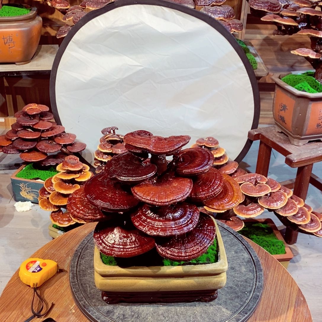 发财树发财树发财树