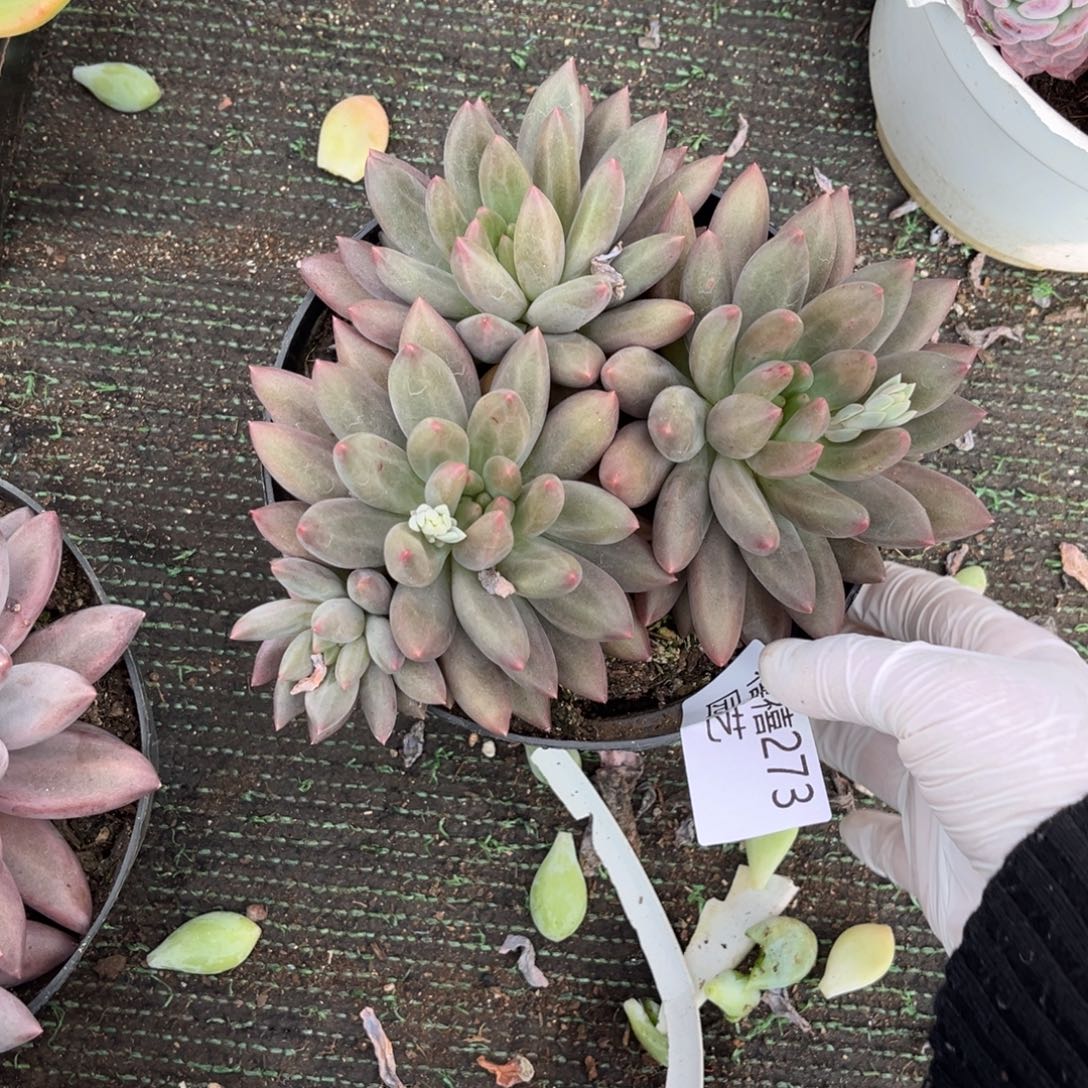 273美人杂多肉植物砍过