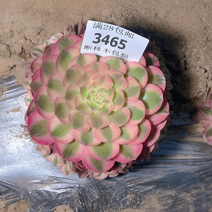 无花朵3465荔枝多肉植物2号