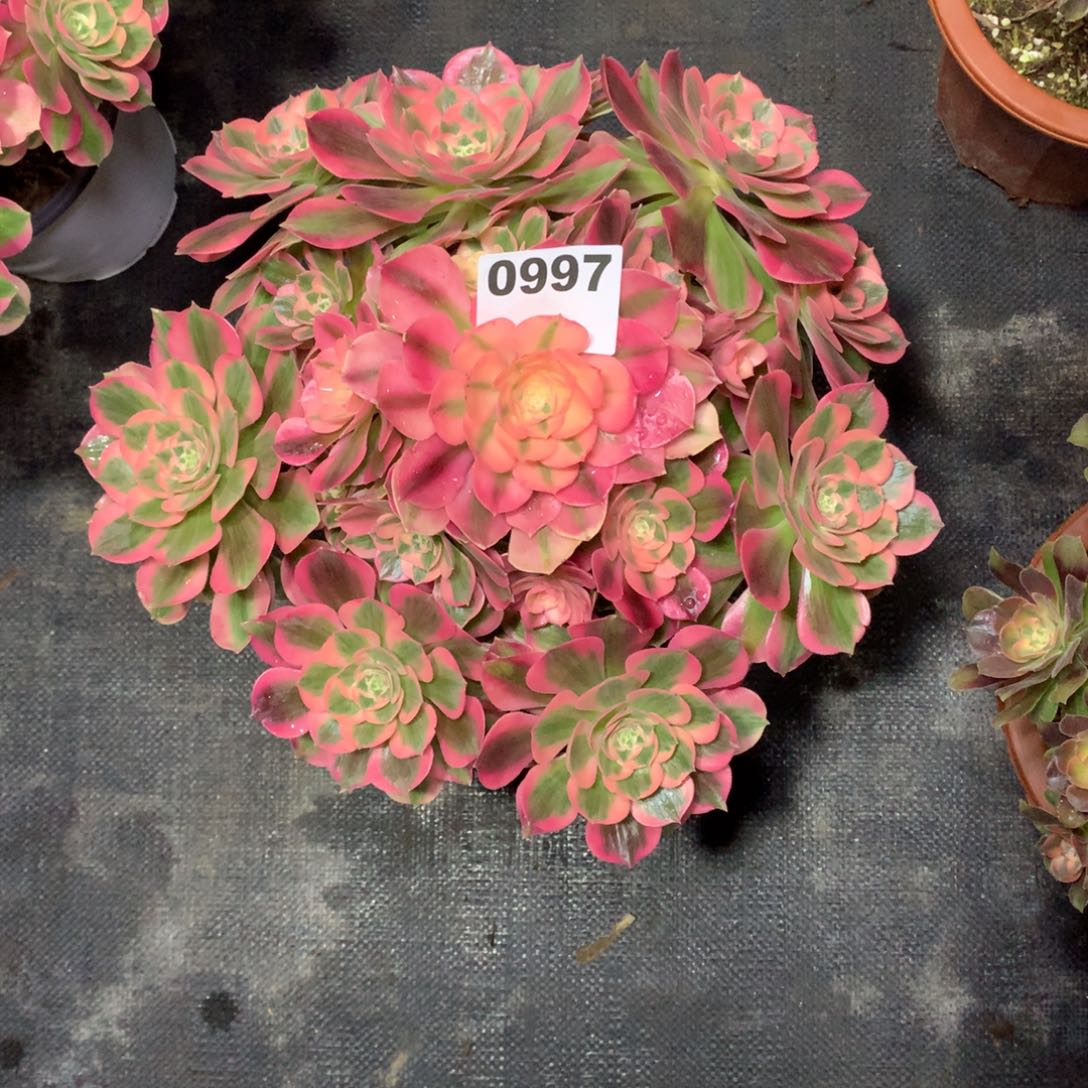 暖***╰粉女郎997法师多肉植物3800000