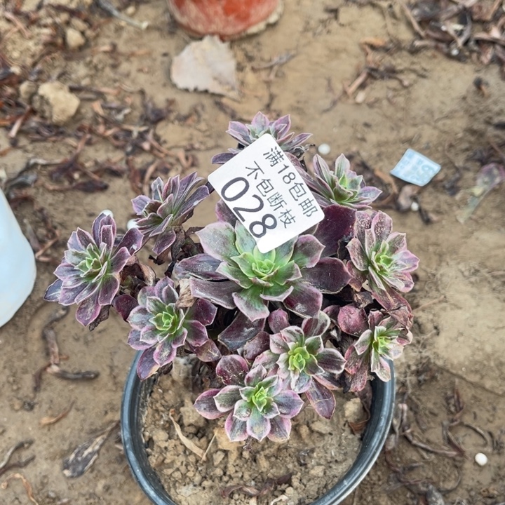 028白婚纱小手捧1法师