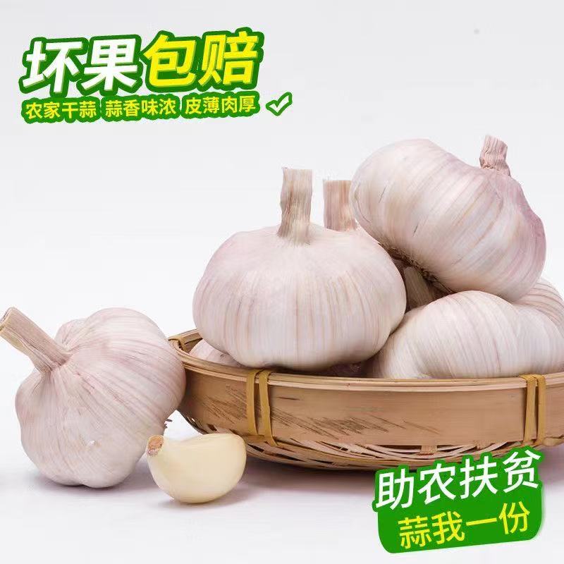 【山东大蒜】紫白皮大蒜紫皮辛辣味十足农家大蒜5斤批发可种紫皮蒜