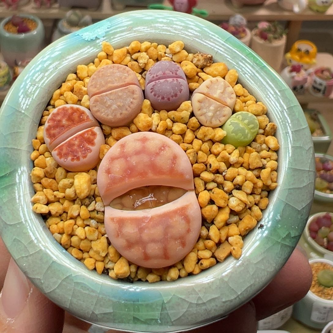 多肉植物32号脚丫子