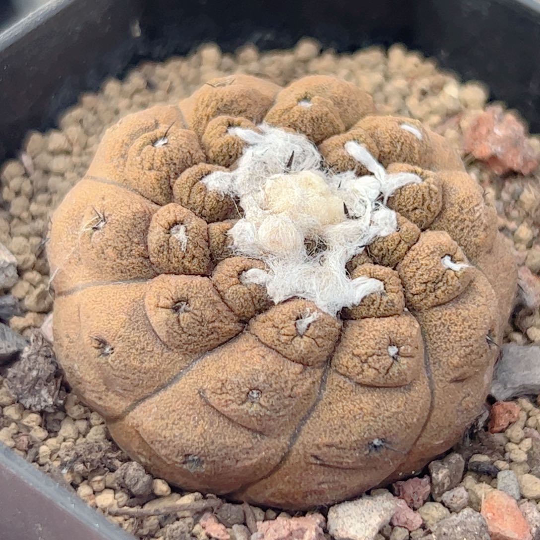 实生 蜥蜴皮仙人球
