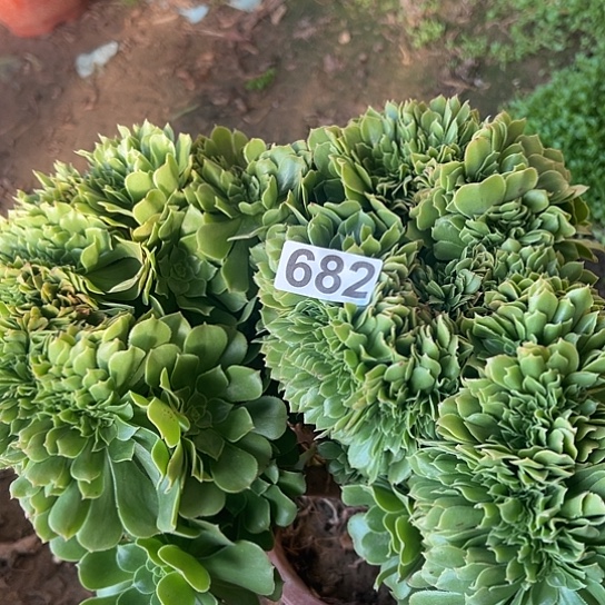 发****多肉植物一个玫瑰682