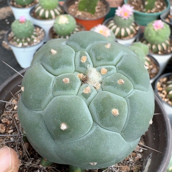 197苗接白肌足球仙