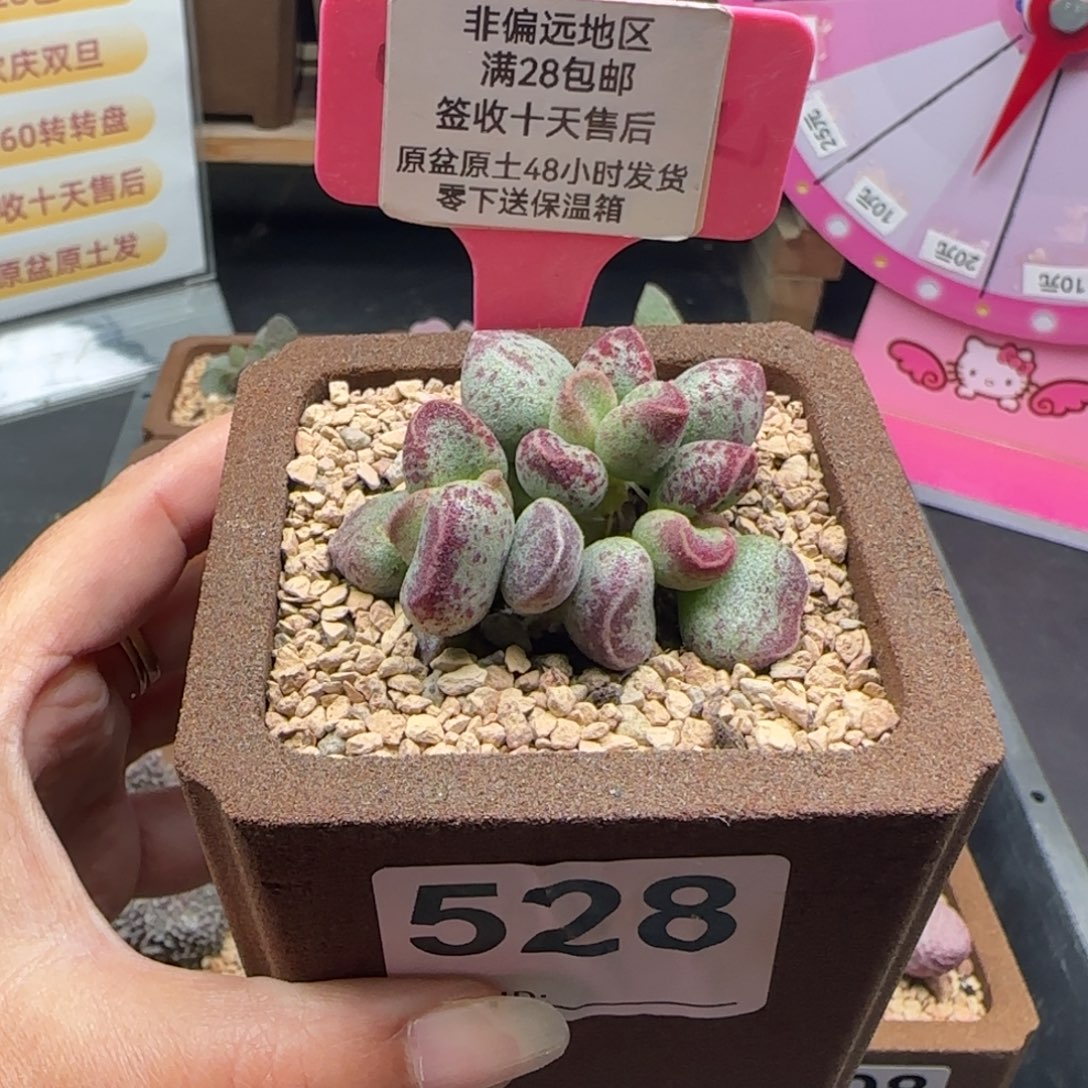 528艾薇多肉的植物