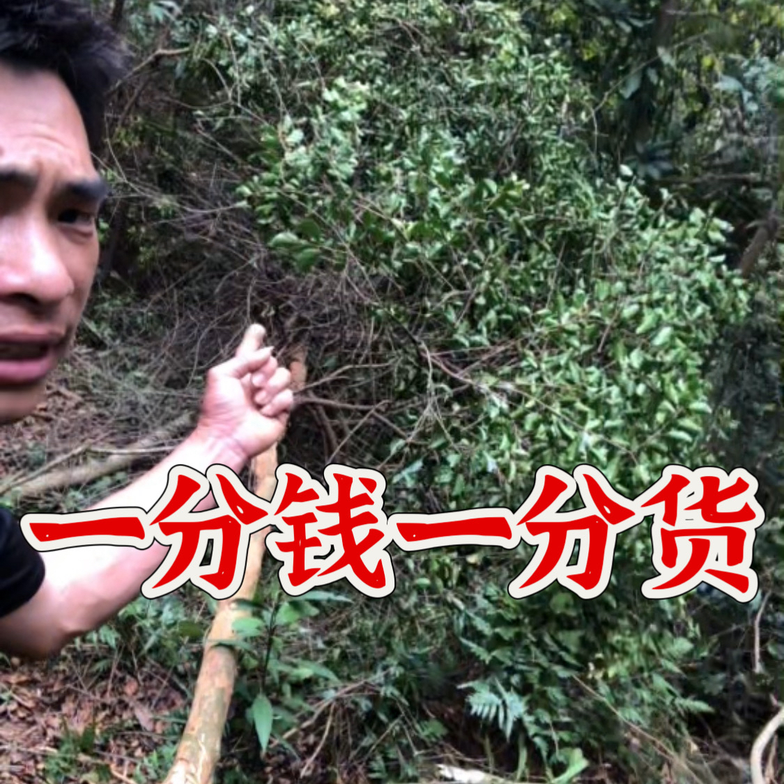 护干黄芽木寄生养生茶可煲水 煲汤 无任何添加剂