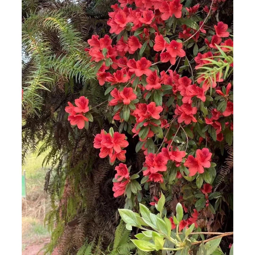 映山红绿植盆栽花卉阳台庭院四季开花勤花