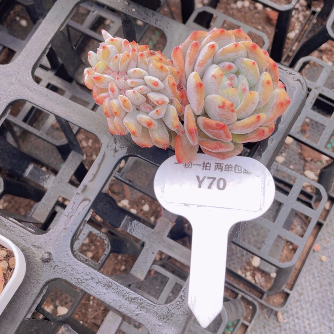 Y70号龙头橙子缀化