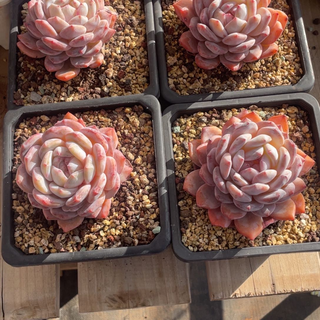 枣***橙子一物一拍链接