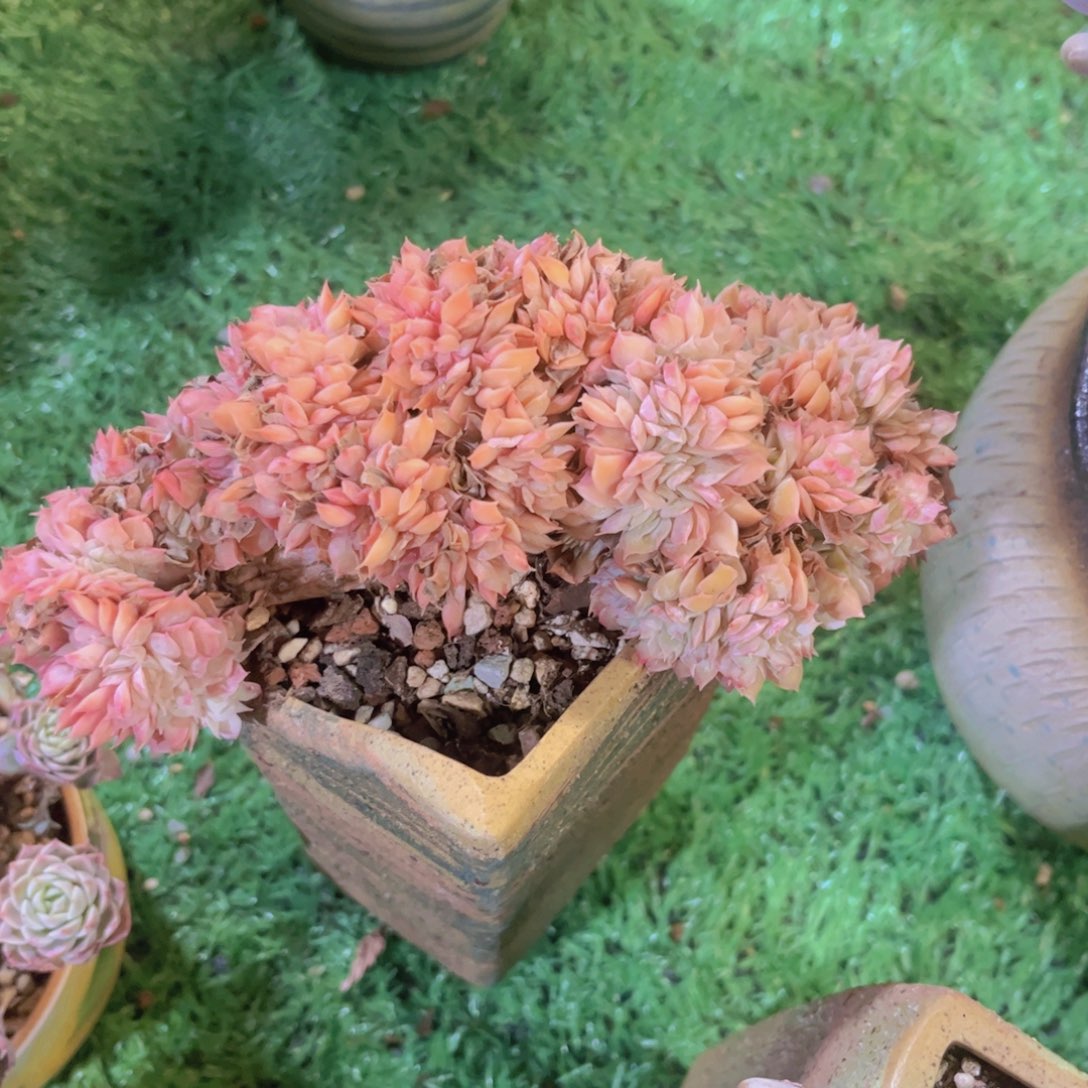 昂斯诺03219多肉植物