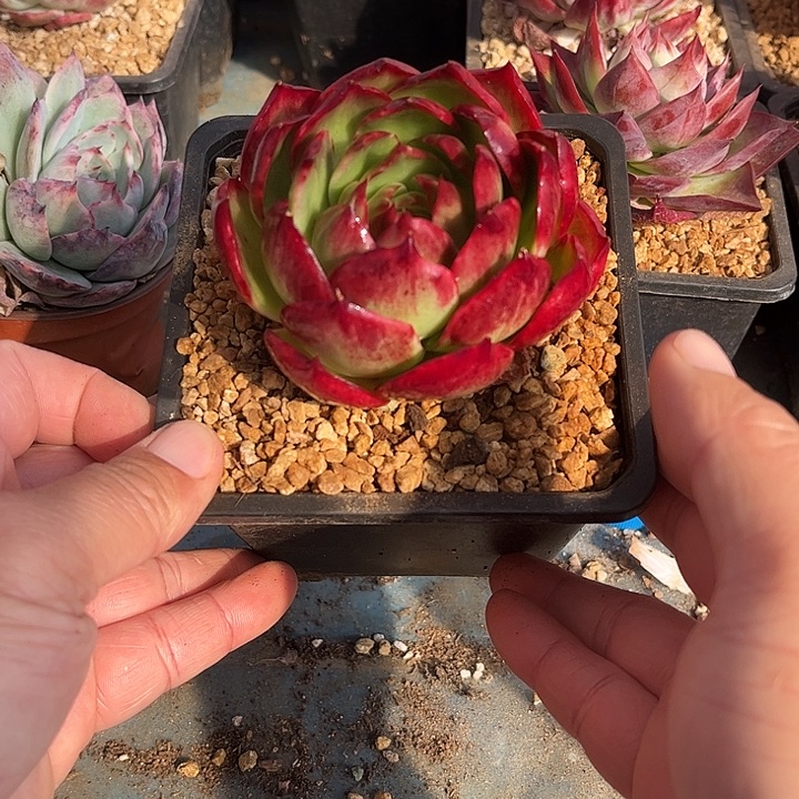 惊鸿仙子多肉植物0021