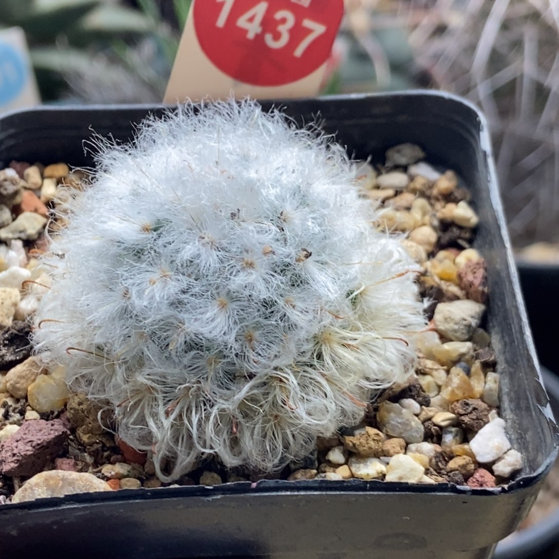 实生浓毛白云高砂一颗仙人球