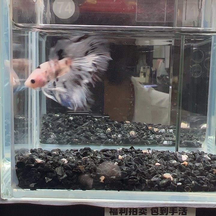 斗鱼竞拍跑单拉黑2日