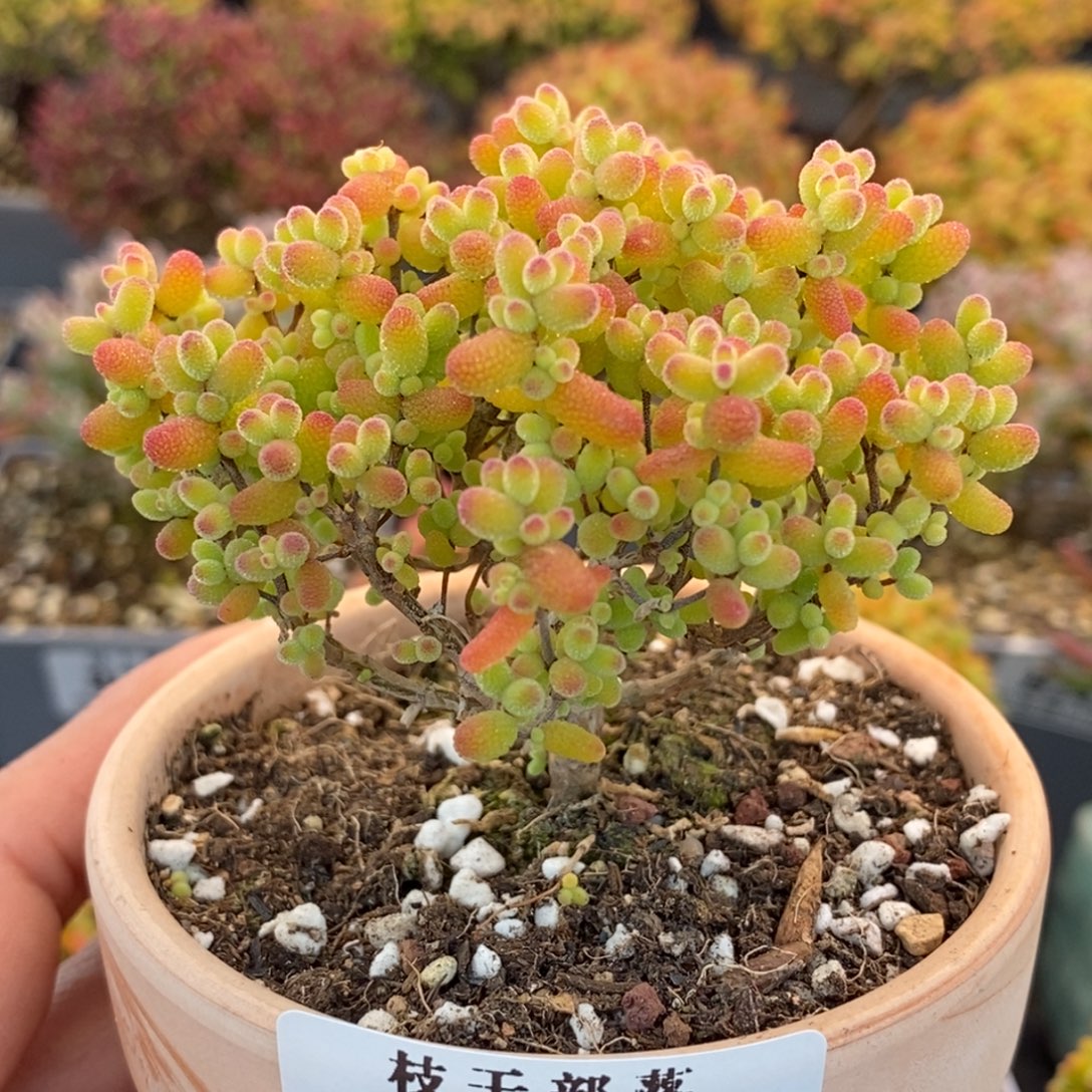 困****288金桔糖球 。         