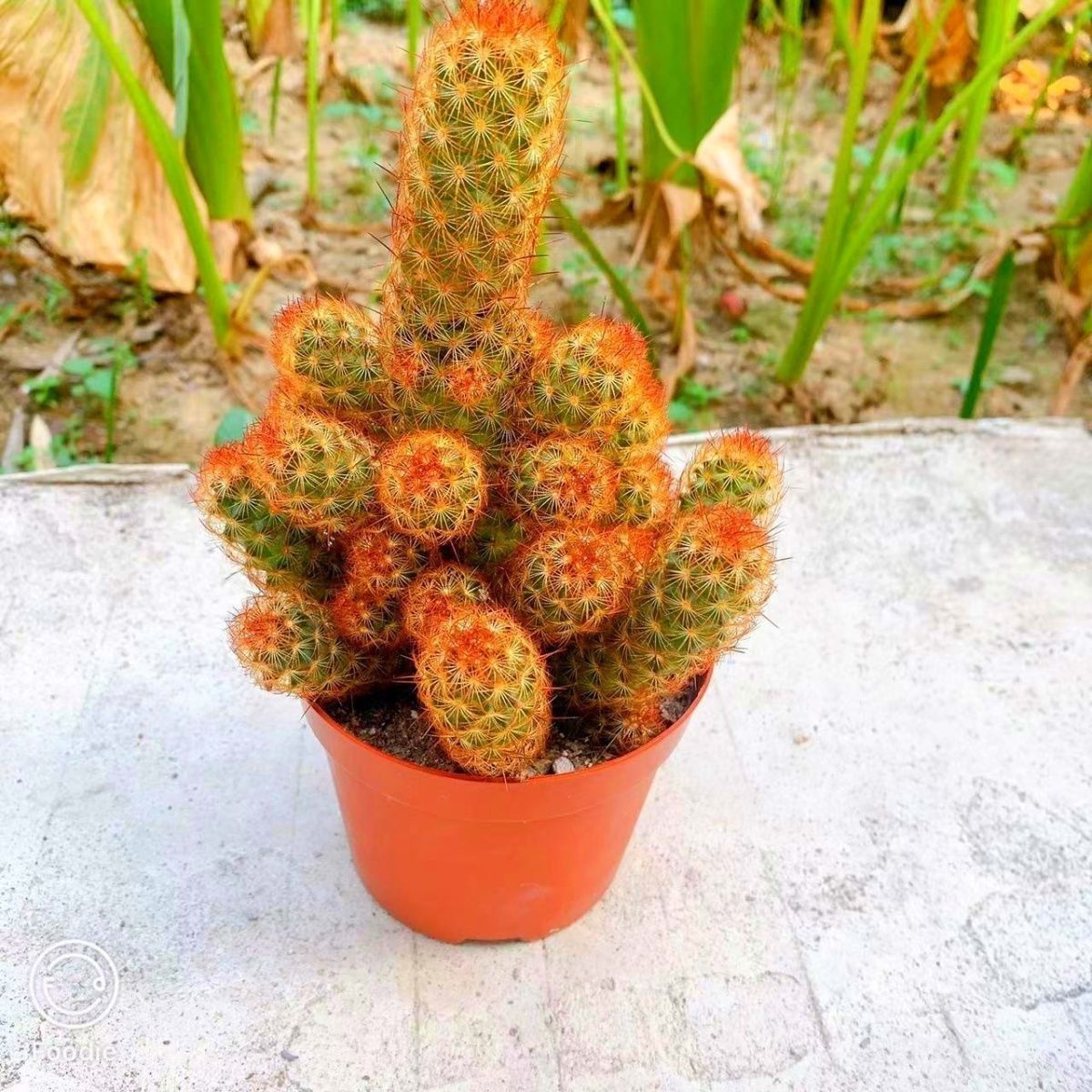 金手指仙人球多肉植物仙人掌办公室桌面绿植花卉盆栽防辐射吸甲醛