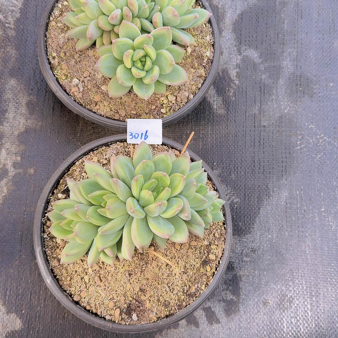 来***张3016美人杂多肉植物