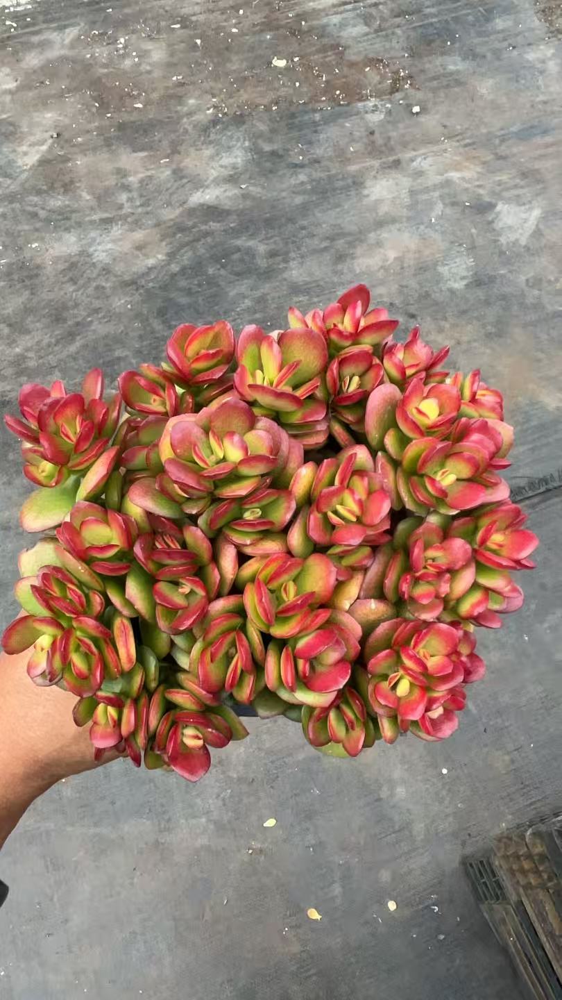 摇钱树 多肉植物绿植  鲜花盆栽基地 源头栽种易活 